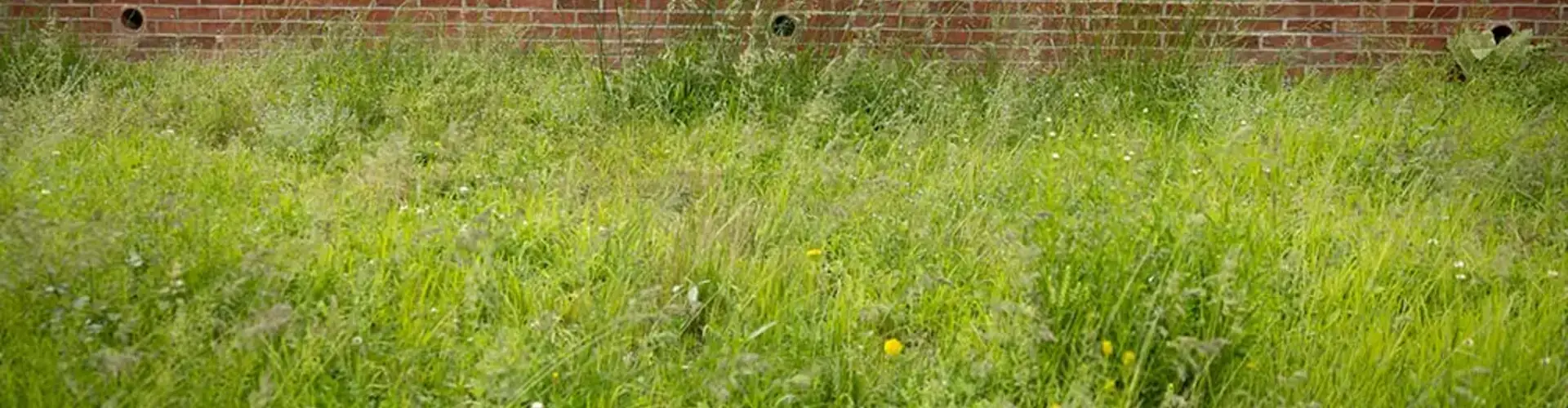 A no-mow wildflower pollinator garden
