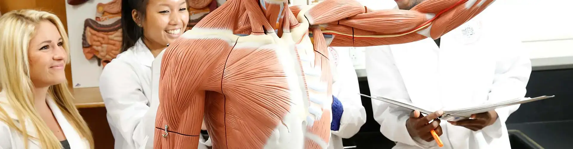 Students in Anatomy Lab examine a life-size anatomical model