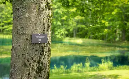 Signage with QR code indicating an American Beech tree