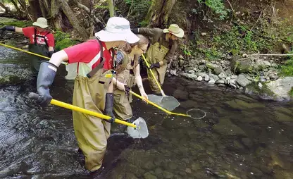 Students wade in a stream during the Field Entomology lab