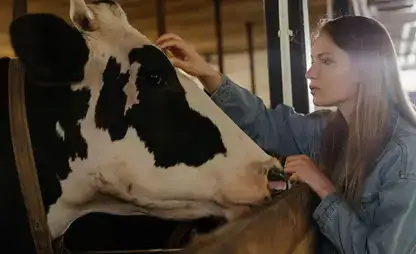 A woman strokes the head of a large black and white cow.
