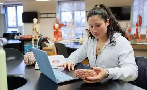Biology student study the anatomy of a brain model.