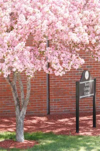 Cherry tree blossoming outside the Hunt Union.