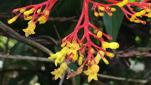 Beautiful red and yellow flowers in Puerto Rico
