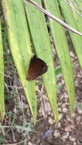A brown butterfly in Puerto Rico