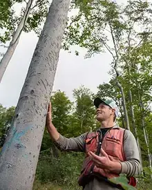 Author Ethan Tapper touching the bark on a tall birch tree.