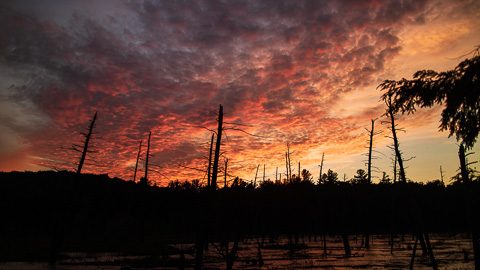 Bog at sunset