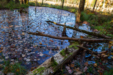 Photo of pond with beaver dam