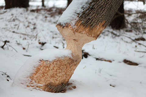 Photo of beaver eaten tree in winter