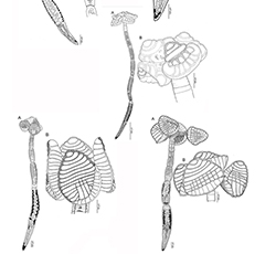 Drawings of tapeworms